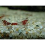 [ креветка ][ шримс ][10 шт ]ru Lee шримс (1.2-1.5cm)