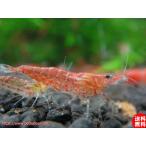 [ креветка ][ шримс ][100 шт ] красный Cherry шримс (1.2-1.5cm)