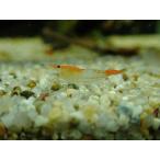[ креветка ][ шримс ][10 шт ] orange ru Lee шримс (1.2-1.5cm)
