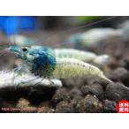[ креветка ][ шримс ][5 шт комплект ] бирюзовый голубой M (1.2-1.5cm)