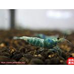 [ креветка ][ шримс ][5 шт ] глубокий голубой бирюзовый шримс M(±1.2cm)