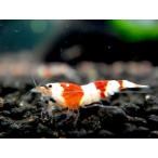 [ креветка ][ шримс ][20 шт комплект +2 шт дополнение ] Red Bee Shrimp частота SM размер знаменитый спускной клапан ..(1.0-1.2cm)