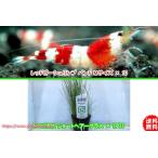 [ креветка ][ шримс ][10 шт ] Red Bee Shrimp частота M размер (±1.2cm)&amp; Toro pika фирма Short волосы - стакан 1POT
