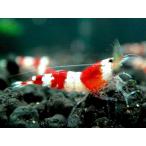 [ креветка ][ шримс ][1 шт ] Red Bee Shrimp частота M размер (±1.2cm)