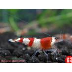 [ креветка ][ почтовый заказ ][ шримс ][20 шт ] креветка Red Bee Shrimp частота красный чистый!! M-ML размер (1.2-1.5cm)