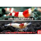 [ креветка ][ почтовый заказ ][ шримс ][15 шт ] Red Bee Shrimp .. выше комплект A (1.0-1.2cm)