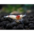 レッドビーシュリンプ日の丸モスラS...