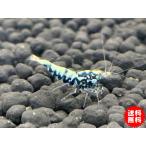 [ креветка ][ шримс ][3 шт комплект ] рыба bo-n шримс (±1.2cm)