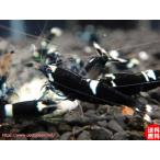 [ креветка ][ шримс ][10 шт ] черный тень шримс King Kong L(±1.5cm)