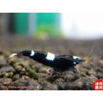 [ креветка ][ шримс ][10 шт ] черный тень шримс King Kong M(±1.2cm)