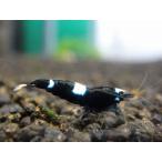 [ креветка ][ шримс ][5 шт ] черный тень шримс King Kong M(±1.2cm)