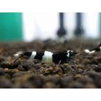 [ креветка ][ шримс ][5 шт комплект ] черный тень шримс King Kong &amp; Panda MIX(±1.2cm)