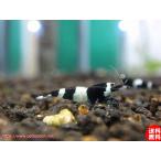 [ креветка ][ шримс ][10 шт ] черный тень шримс Panda M(±1.2cm)