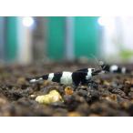 [ креветка ][ шримс ][5 шт ] черный тень шримс Panda M(±1.2cm)