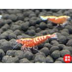 [ креветка ][ шримс ][5 шт комплект ] рыба bo-n шримс красный (±1.2cm)