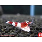 [ креветка ][ шримс ][10 шт ] красный тень M(±1.2cm)