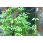 国産ラヌンクルスイヌンダタス