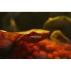 [ пресноводная рыба ][ почтовый заказ ] наконец поступление waitsuma колено Tetra Colombia производство wild [1 шт образец изображение ](.kala)