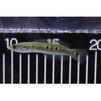 激安タイガーフラワートーマン