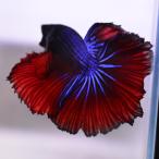 ベタ 熱帯魚 生体 ハーフムーン ブルーレッド オス