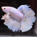 ベタ 熱帯魚 生体 ハーフムーン ダンボスイート オス レッド系