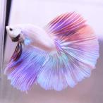 ベタ 熱帯魚 生体 ハーフムーン ピンク オス レッド系