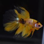 [SALE:5990-4790 иен ] бойцовая рыбка тропическая рыба организм половина moon желтый Galaxy мужской 