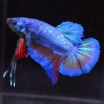 ベタ 熱帯魚 生体  ジャイアント プラカット ブルー オス