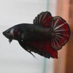ベタ 熱帯魚 生体  ジャイアント プラカット カッパーレッド オス
