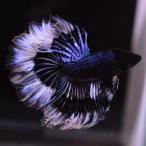 ベタ 熱帯魚 生体 ハーフムーン ブルーブラックバタフライ オス ブルー系