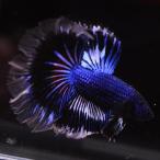 ショッピングタイ ベタ 熱帯魚 生体 ハーフムーン ブルーブラックバタフライ オス ブルー系