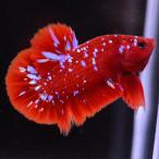 ベタ 熱帯魚 生体 プラガット レッドゴールドブルーギャラクシー ペア