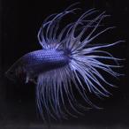  бойцовая рыбка тропическая рыба организм Crown tail голубой мужской 