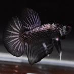 [SALE:5990-4790 иен ] бойцовая рыбка тропическая рыба организм pra cut HMPK медь черный мужской 