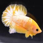  бойцовая рыбка тропическая рыба организм pra cut желтый fancy мужской 