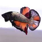 [SALE:5990-4790 иен ] бойцовая рыбка тропическая рыба организм pra cut черный варьирование мужской 