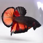 [SALE:5990-4790 иен ] бойцовая рыбка тропическая рыба организм pra cut черный варьирование мужской 