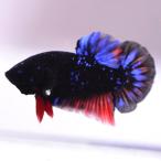  бойцовая рыбка тропическая рыба организм pra cut аватар nebla мужской оттенок черного 