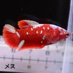  бойцовая рыбка тропическая рыба организм pra cut красный Gold голубой Galaxy женский размножение 