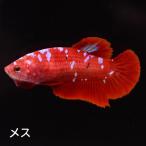  бойцовая рыбка тропическая рыба организм pra cut красный Gold голубой Galaxy женский размножение 