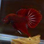 ショッピングペア ベタ 熱帯魚 生体 スプレンデンスレッド ペア