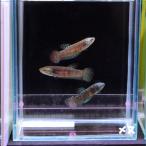  бойцовая рыбка тропическая рыба организм Чужой Samurai зеленый женский 