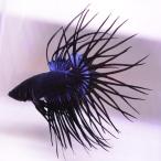  бойцовая рыбка тропическая рыба организм Crown tail черный мужской оттенок голубого 