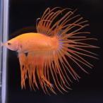  бойцовая рыбка тропическая рыба организм Crown tail orange мужской оттенок желтого 