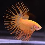  бойцовая рыбка тропическая рыба организм Crown tail orange мужской оттенок желтого 