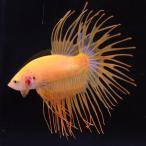  бойцовая рыбка тропическая рыба организм Crown tail orange мужской оттенок желтого 