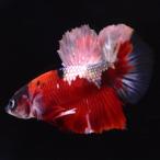  бойцовая рыбка тропическая рыба организм pra cut красный koi медь мужской 