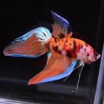 [SALE:5990-4790 иен ] бойцовая рыбка тропическая рыба организм вуаль tail сладости мужской оттенок красного 