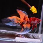 [SALE:5990-4790 иен ] бойцовая рыбка тропическая рыба организм вуаль tail сладости мужской оттенок красного 