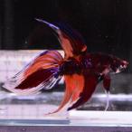  бойцовая рыбка тропическая рыба организм вуаль tail сладости мужской оттенок красного 
